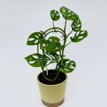 Add nature to your decor